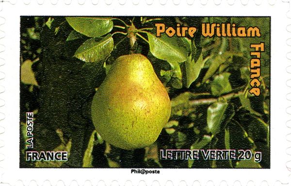 Pear William - France