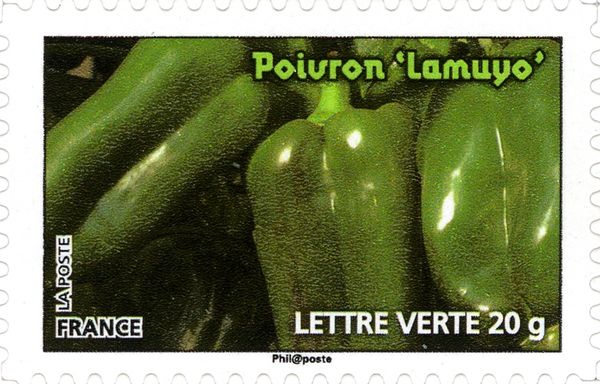 Peppers "Lamuyo"