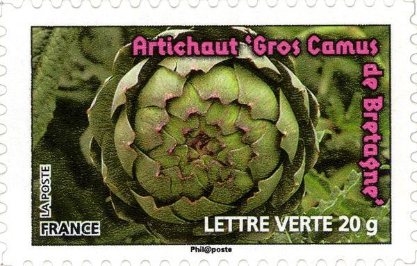 Artichoke "Camus" Brittany