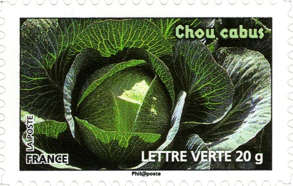 Cabbage