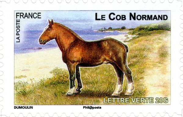 Norman Cob (Equus ferus caballus)
