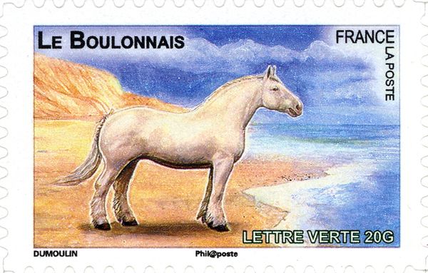 Boulonnais (Equus ferus caballus)