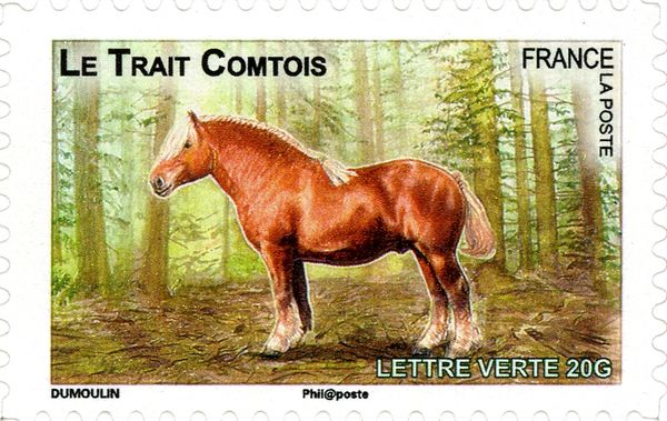 Trait Comtois (Equus ferus caballus)