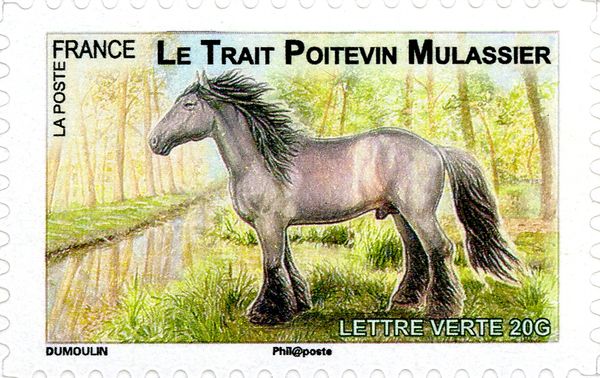 Poitevin (Equus ferus caballus)