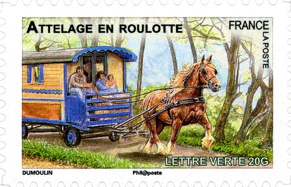Cart Horse (Equus ferus caballus)