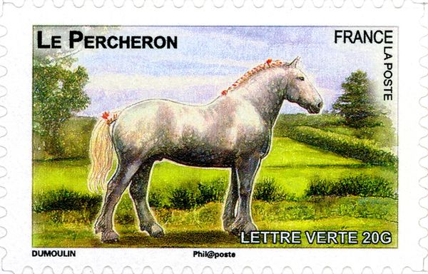 Percheron (Equus ferus caballus)