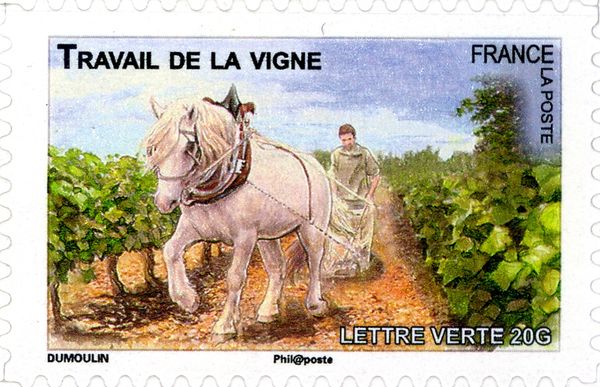 Horse (Equus ferus caballus) working in the Vineyard
