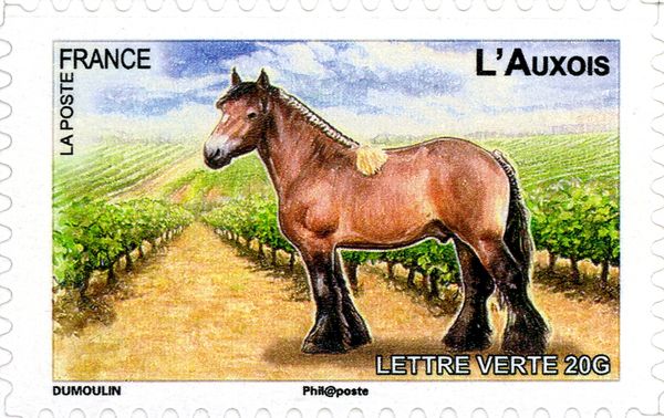 Auxois (Equus ferus caballus)