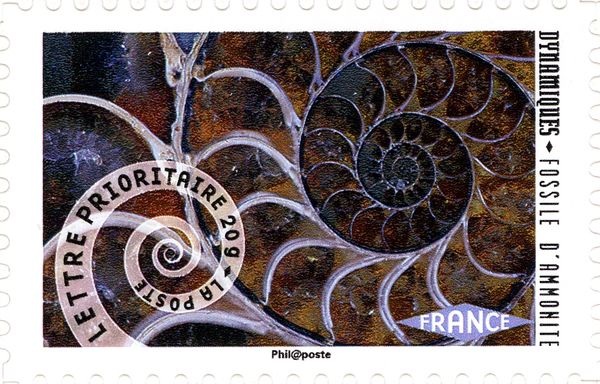 Fossil Ammonite