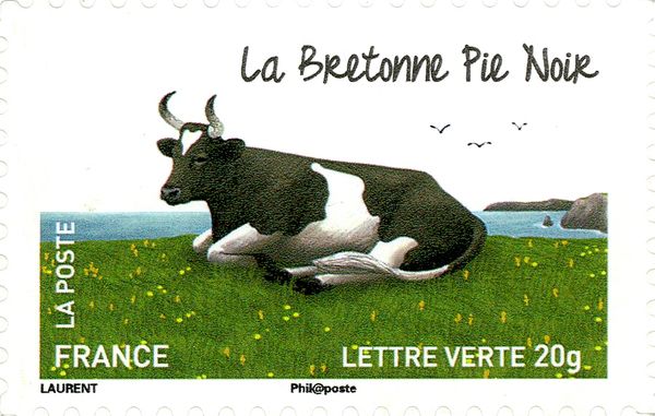La Bretonne Pie Noir (Bos primigenius taurus)