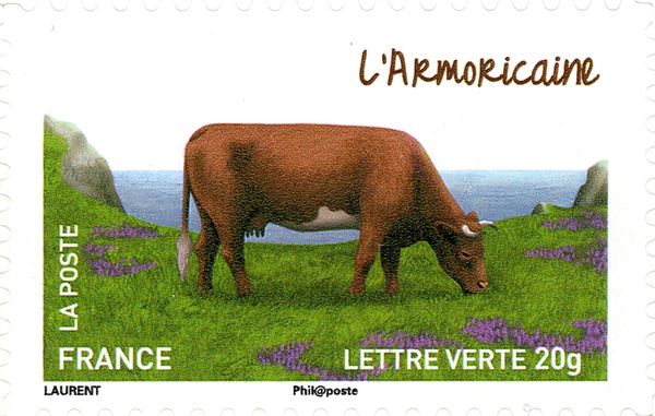 L'Armoricaine (Bos primigenius taurus)