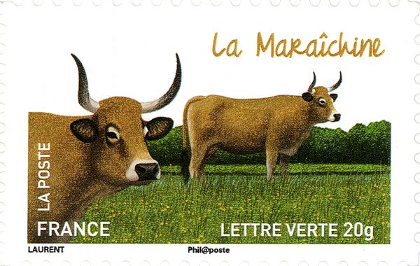 Maraîchine (Bos primigenius taurus)