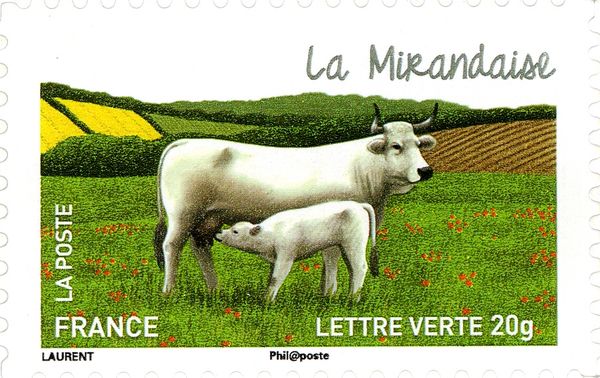 Mirandese (Bos primigenius taurus)
