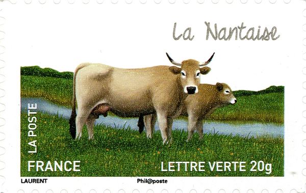 Nantaise (Bos primigenius taurus)