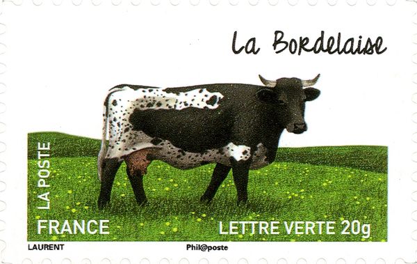 Bordelaise (Bos primigenius taurus)