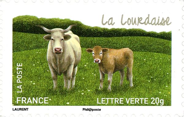 Lourdaise (Bos primigenius taurus)