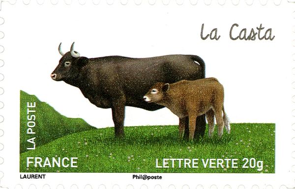 Casta (Bos primigenius taurus)
