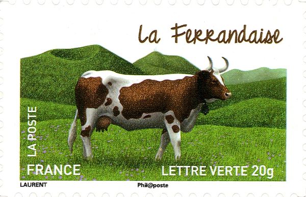 Ferrandaise (Bos primigenius taurus)
