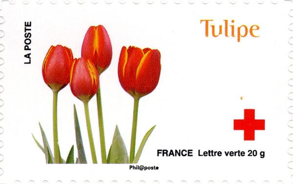 Tulipe