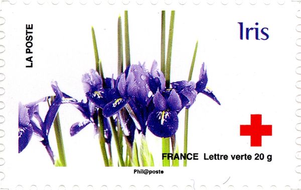 Iris