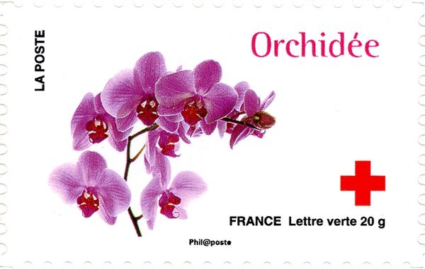 Orchidée