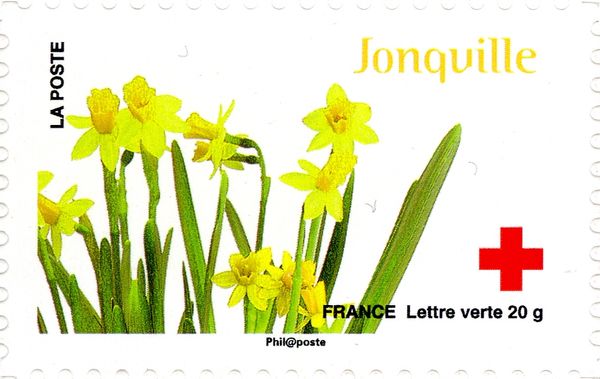 Jonquille