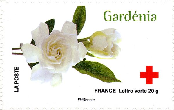 Gardénia