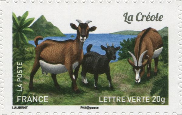 Creole Goat (Capra aegagrus hircus)