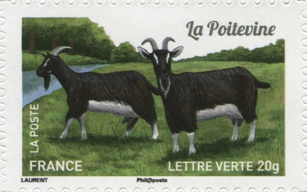 Poitevine Goat (Capra aegagrus hircus)