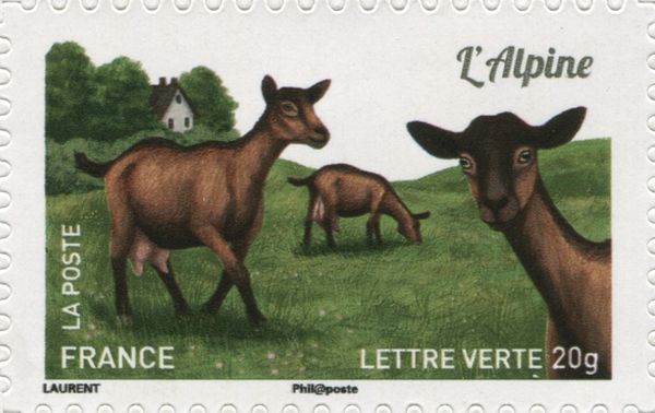 Alpine Goat (Capra aegagrus hircus)