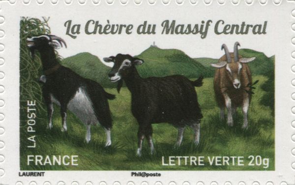 Central Massif Goat (Capra aegagrus hircus)