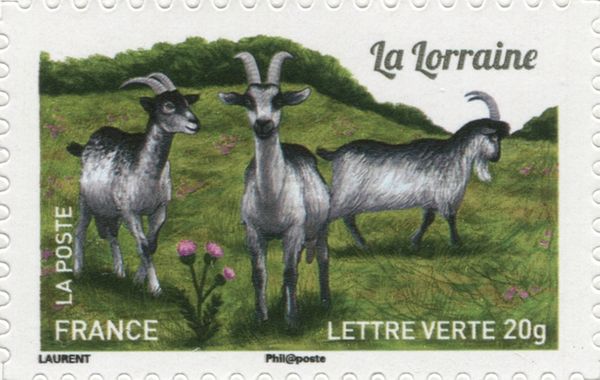 Lorraine Goat (Capra aegagrus hircus)