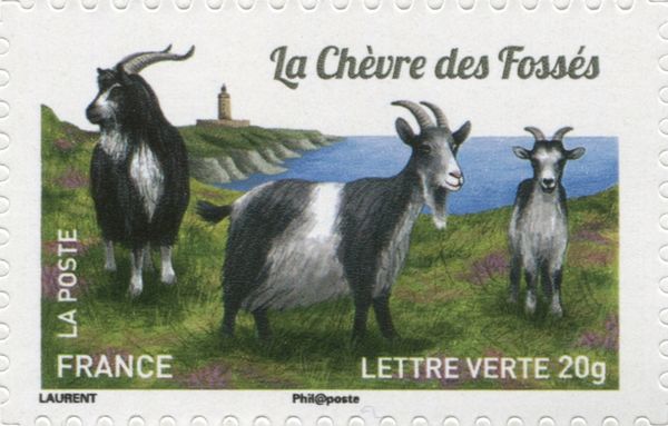 Fossès Goat (Capra aegagrus hircus)