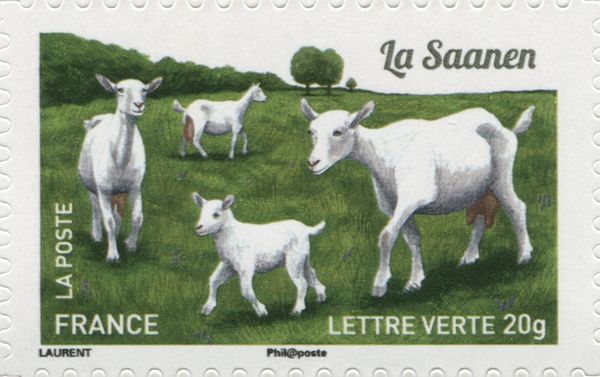 Saanen Goat (Capra aegagrus hircus)