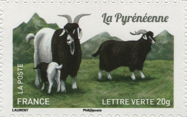 Pyrenean Goat (Capra aegagrus hircus)