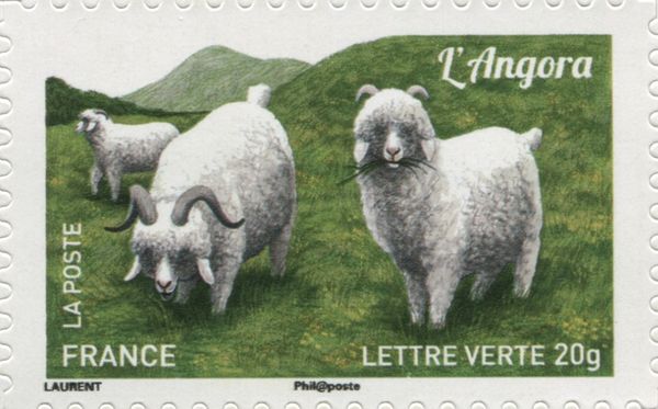 Angora Goat (Capra aegagrus hircus)