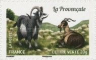 Provençale (Capra aegagrus hircus)