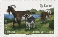 Corse Goat (Capra aegagrus hircus)
