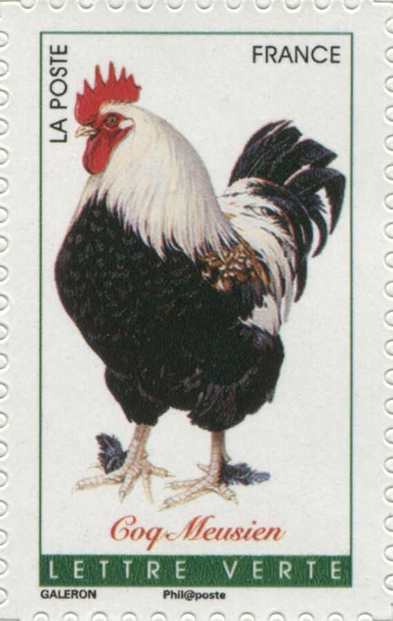 Meusien Rooster (Gallus gallus domesticus)