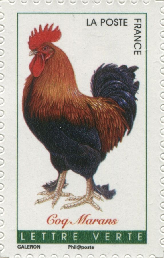 Marans Rooster (Gallus gallus domesticus)