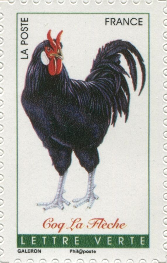 La Fleche Rooster (Gallus gallus domesticus)