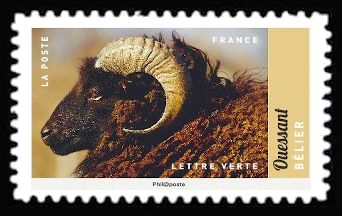 Ram (Ovis ammon aries)