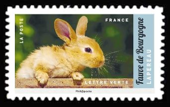 Bourgogne Rabbit (Oryctolagus cuniculus forma domestica)
