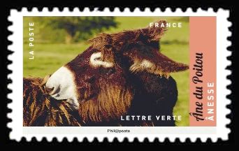 Poitou Donkey (Equus asinus asinus)