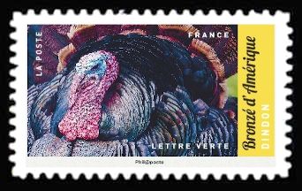 Turkey (Meleagris gallopavo f. domestica)