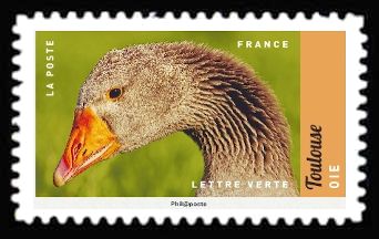 Goose (Anser anser domestica)