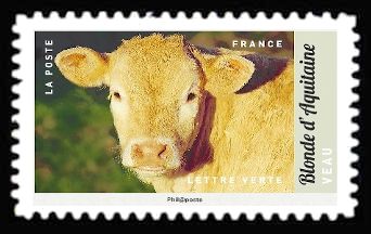 Calf (Bos primigenius taurus)