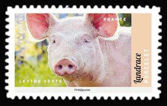 Pig (Sus scrofa domestica)