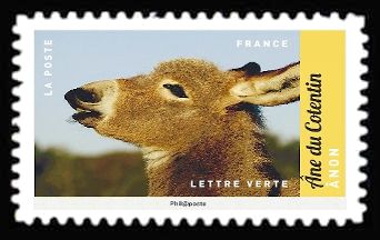 Cotentin Donkey (Equus asinus asinus)