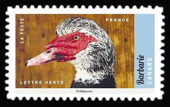 Muscovy duck (Cairina moschata)